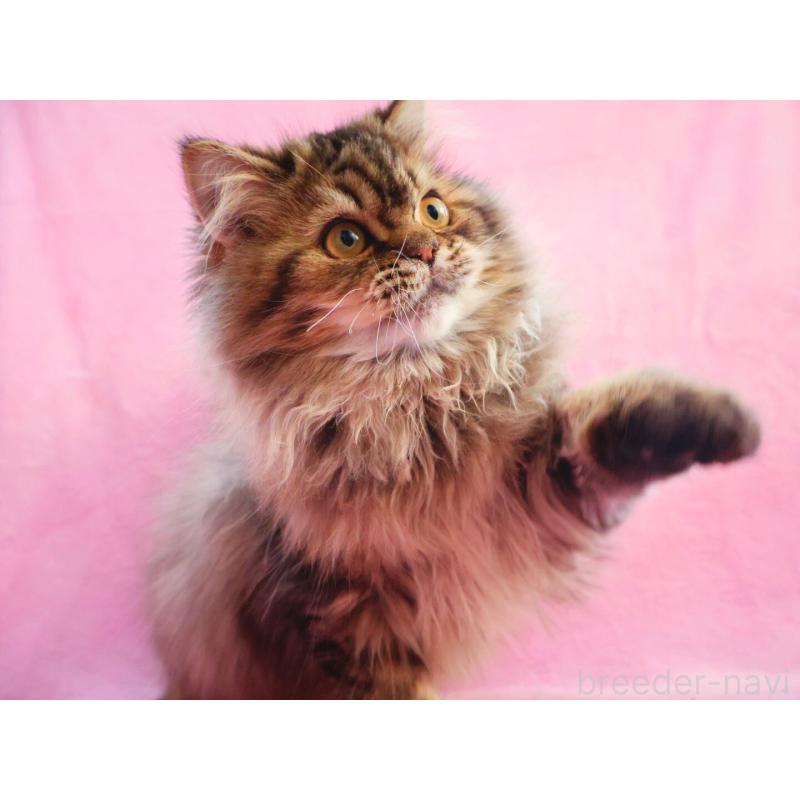 成約済の神奈川県のサイベリアン-128768の2枚目