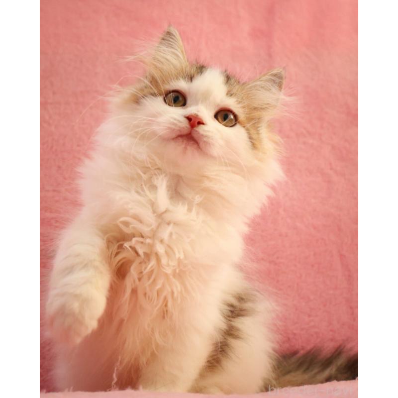 販売中の神奈川県のサイベリアン-133431の10枚目