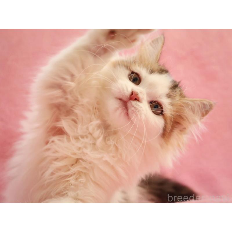 販売中の神奈川県のサイベリアン-133431の9枚目