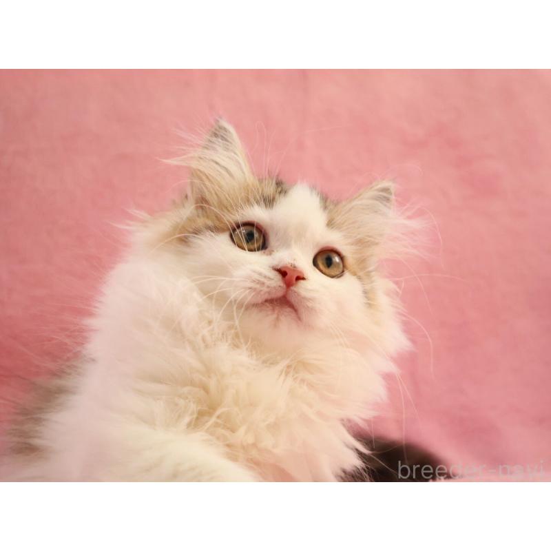 販売中の神奈川県のサイベリアン-133431の8枚目