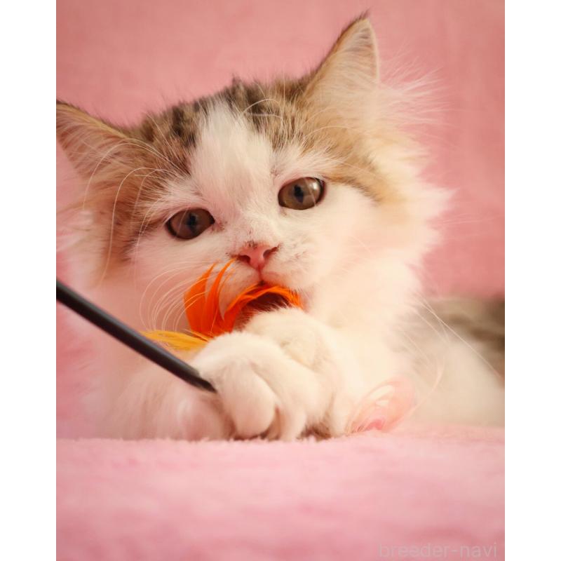 販売中の神奈川県のサイベリアン-133431の6枚目