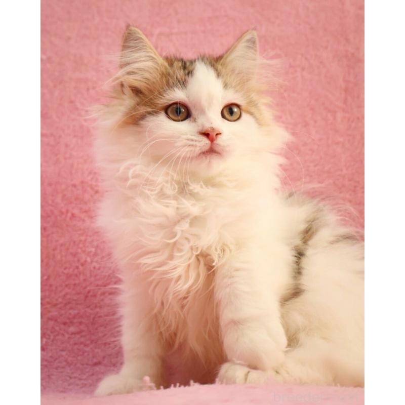 販売中の神奈川県のサイベリアン-133431の5枚目