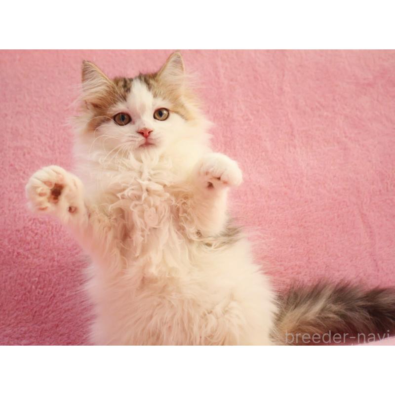 販売中の神奈川県のサイベリアン-133431の4枚目