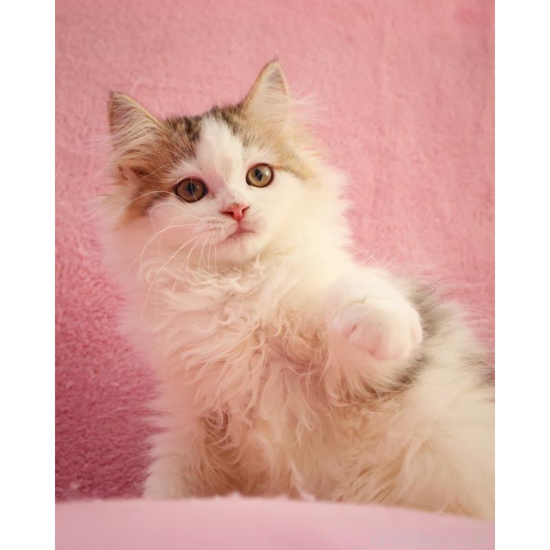 販売中の神奈川県のサイベリアン-133431の2枚目