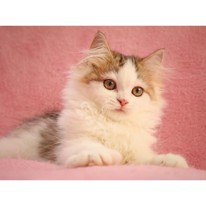 販売中の神奈川県のサイベリアン-133431の3枚目