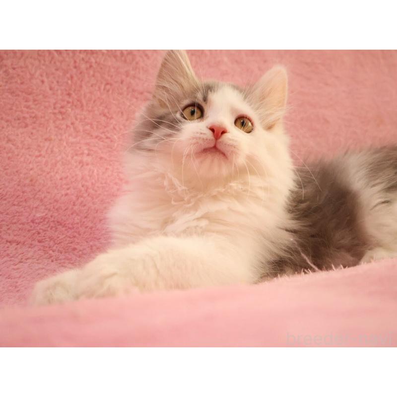 成約済の神奈川県のサイベリアン-133433の7枚目