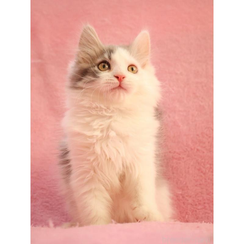 成約済の神奈川県のサイベリアン-133433の6枚目