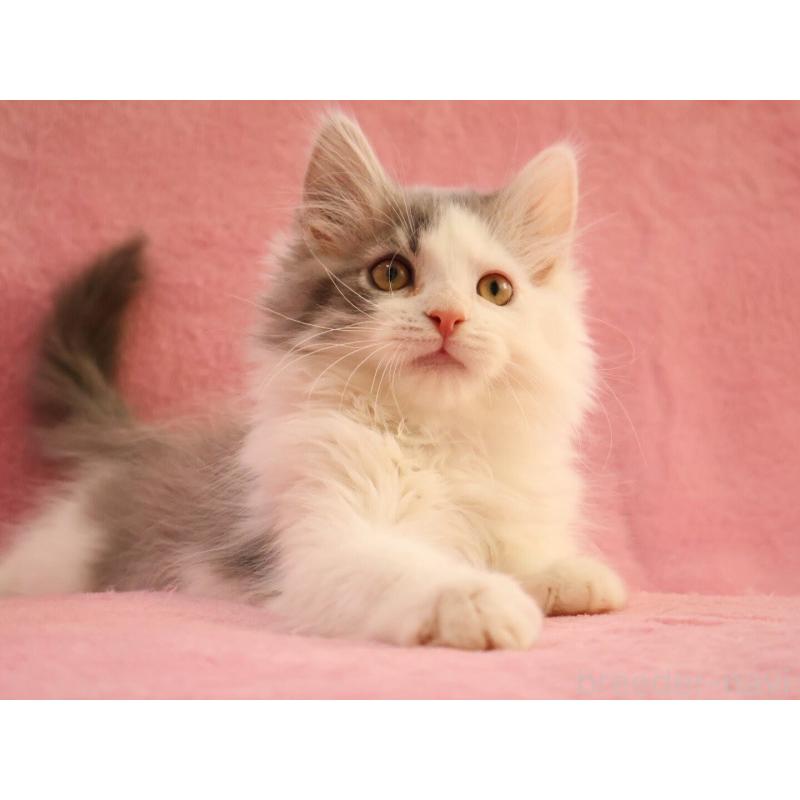 成約済の神奈川県のサイベリアン-133433の5枚目