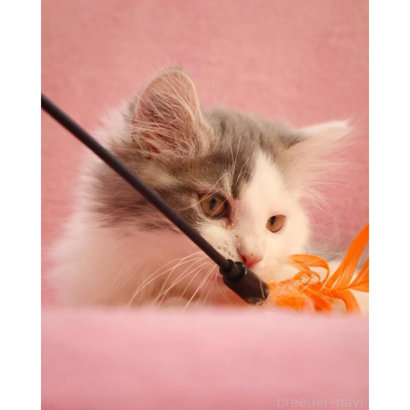 成約済の神奈川県のサイベリアン-133433の4枚目