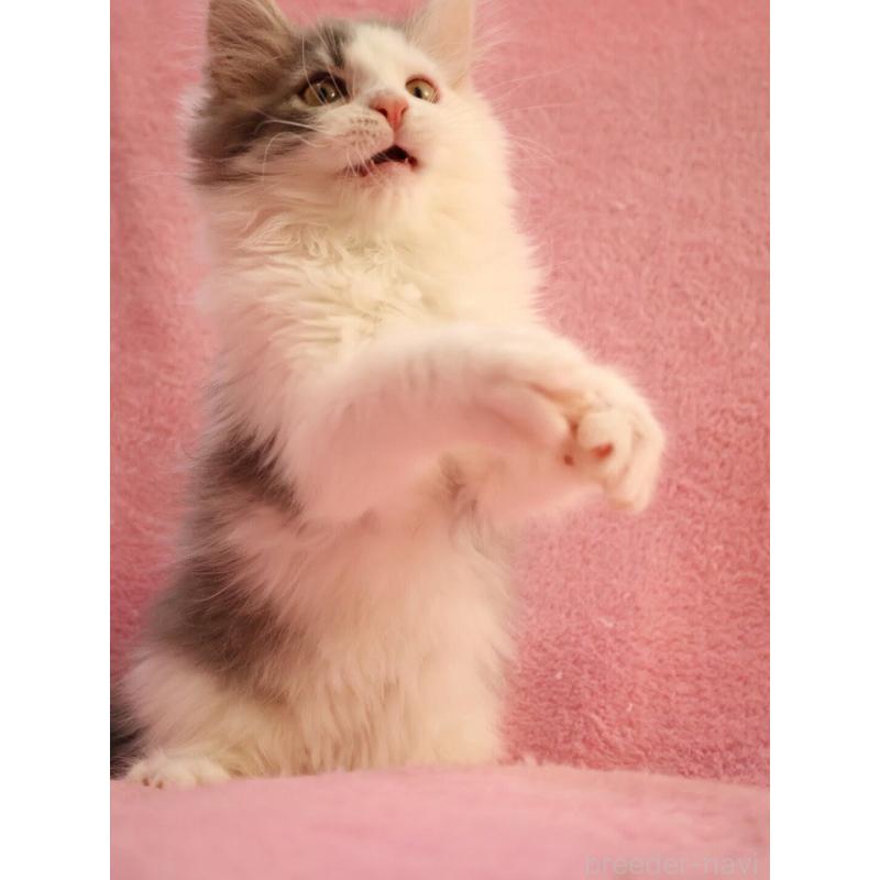 成約済の神奈川県のサイベリアン-133433の2枚目