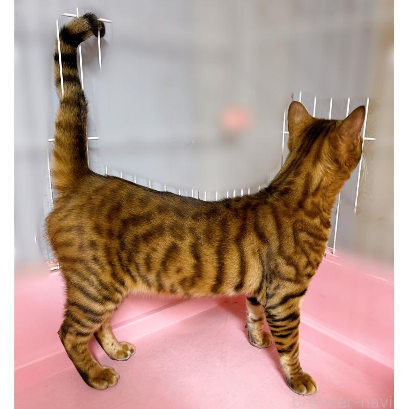 販売中の東京都のトイガー-120083の4枚目