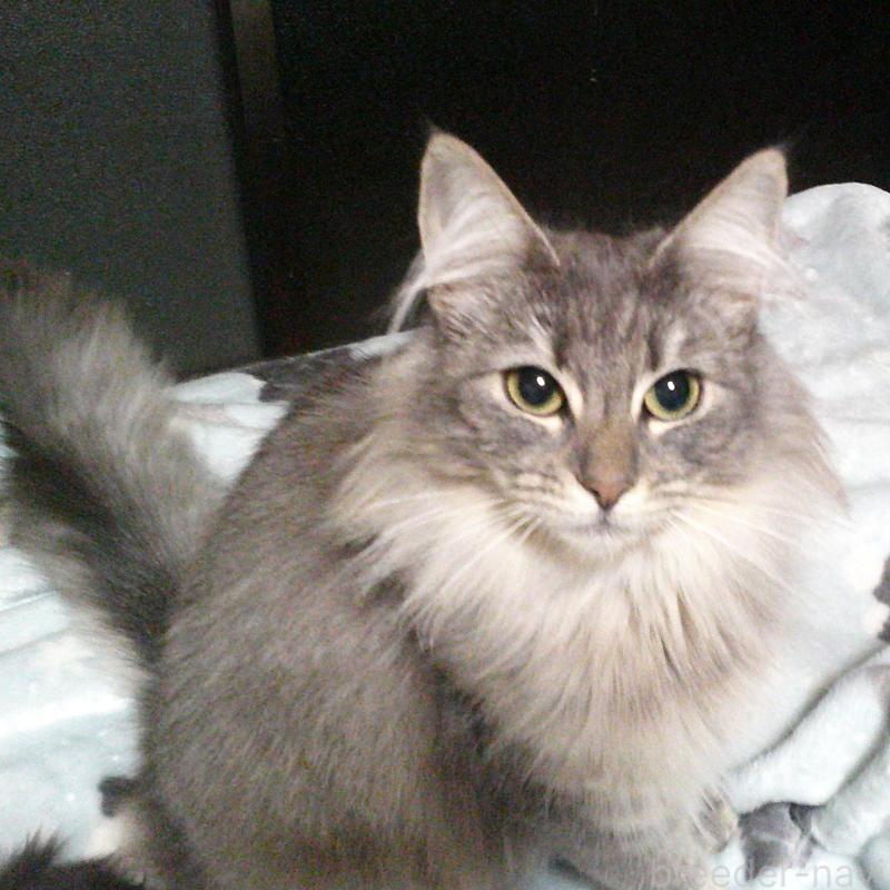 販売中の愛知県のノルウェージャンフォレストキャット-122005