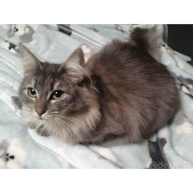 販売中の愛知県のノルウェージャンフォレストキャット-122005の5枚目