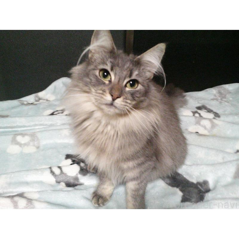 販売中の愛知県のノルウェージャンフォレストキャット-122005の4枚目