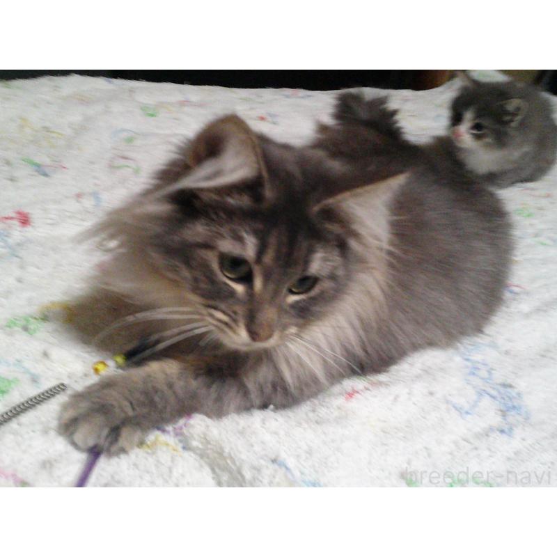 販売中の愛知県のノルウェージャンフォレストキャット-122005の2枚目