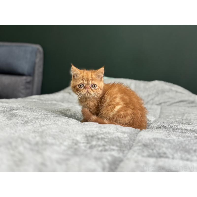 販売中の北海道のエキゾチックショートヘア-132896の6枚目