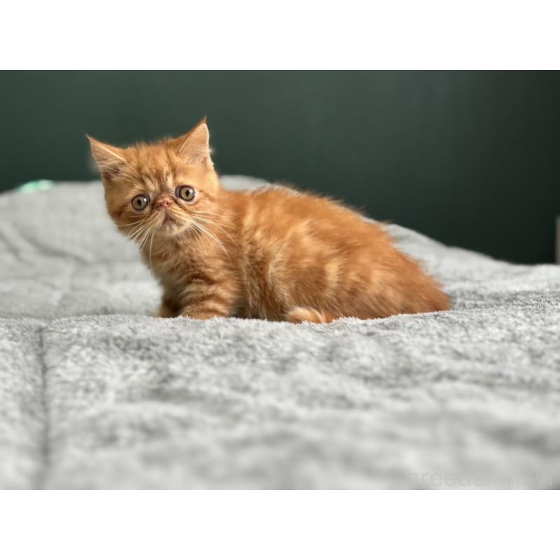 販売中の北海道のエキゾチックショートヘア-132896の5枚目