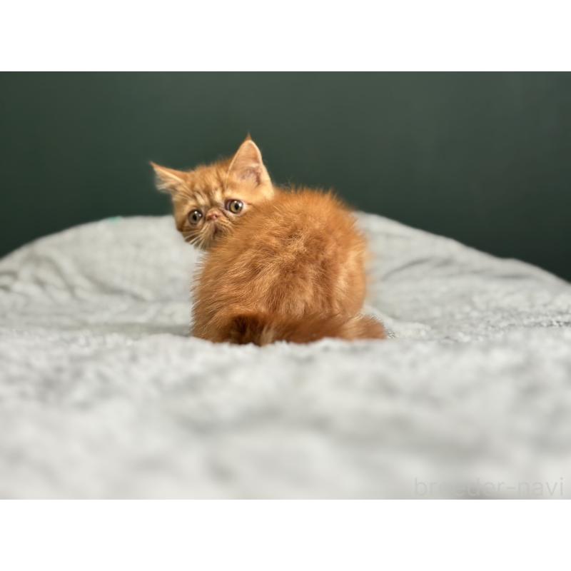 販売中の北海道のエキゾチックショートヘア-132896の4枚目