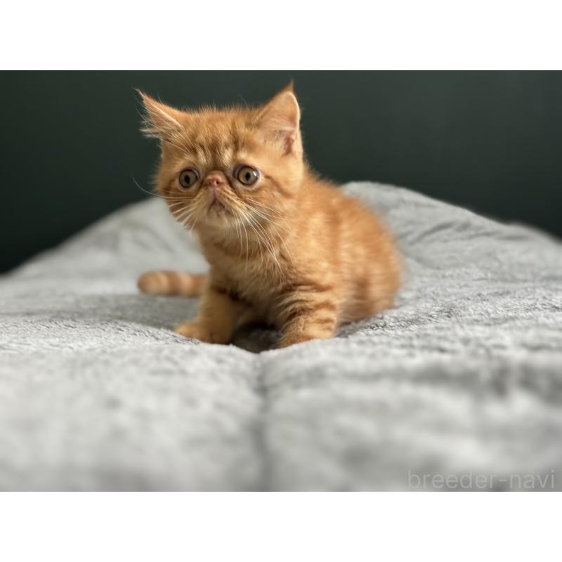 販売中の北海道のエキゾチックショートヘア-132896の3枚目