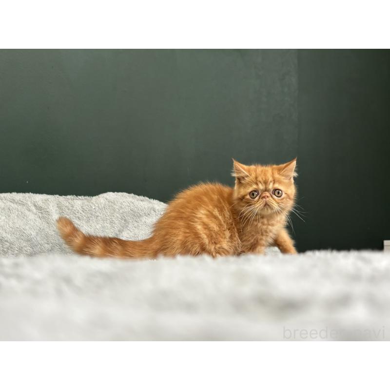 販売中の北海道のエキゾチックショートヘア-132896の2枚目