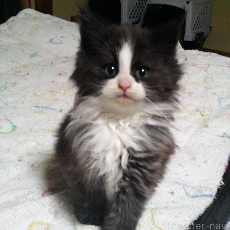 販売中の愛知県のノルウェージャンフォレストキャット-134161