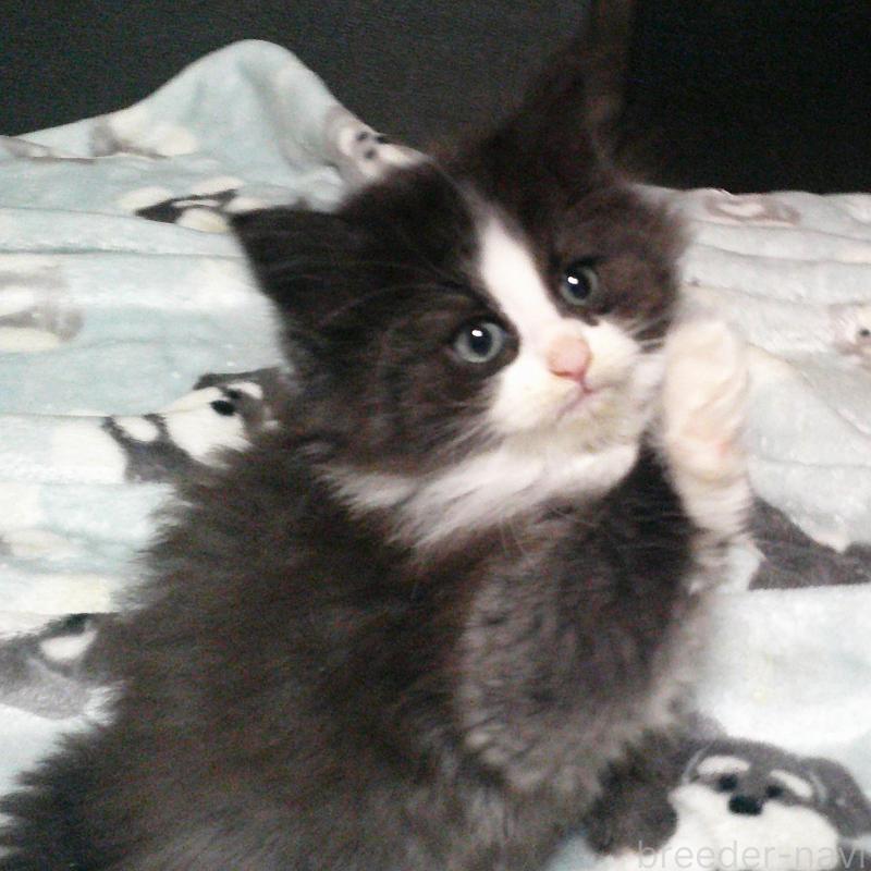 成約済の愛知県のノルウェージャンフォレストキャット-134161の5枚目