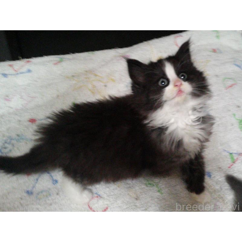 成約済の愛知県のノルウェージャンフォレストキャット-134161の2枚目