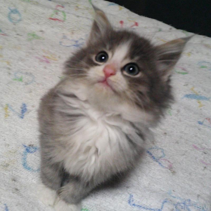 販売中の愛知県のノルウェージャンフォレストキャット-134167