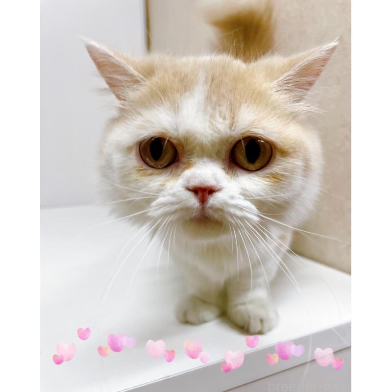 販売中の東京都のミヌエット(短足)-119697の4枚目