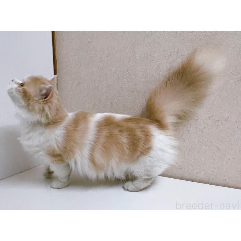 販売中の東京都のミヌエット(短足)-119697の3枚目