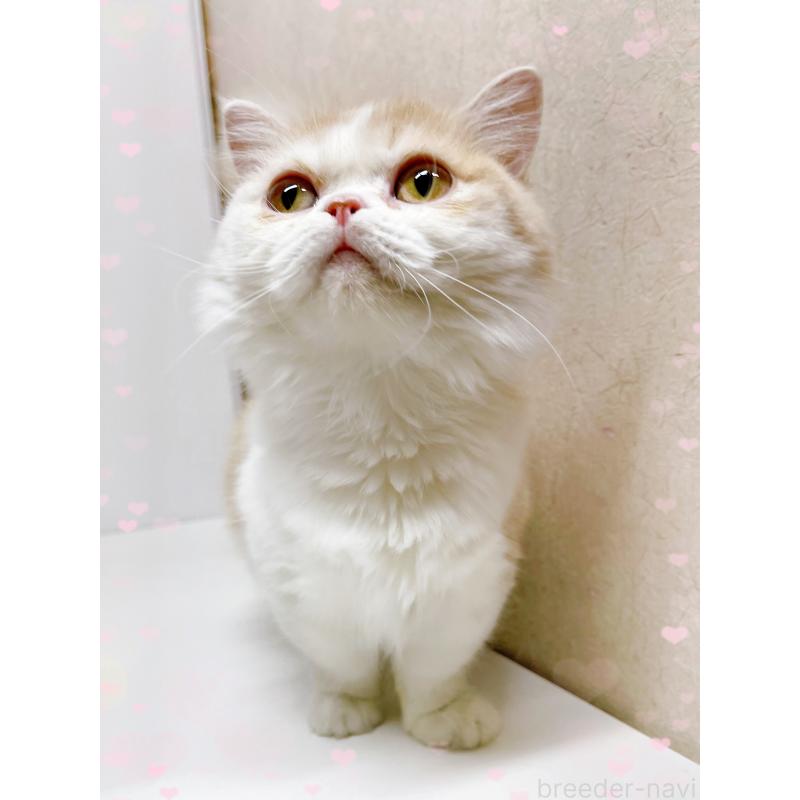 販売中の東京都のミヌエット(短足)-119697の2枚目