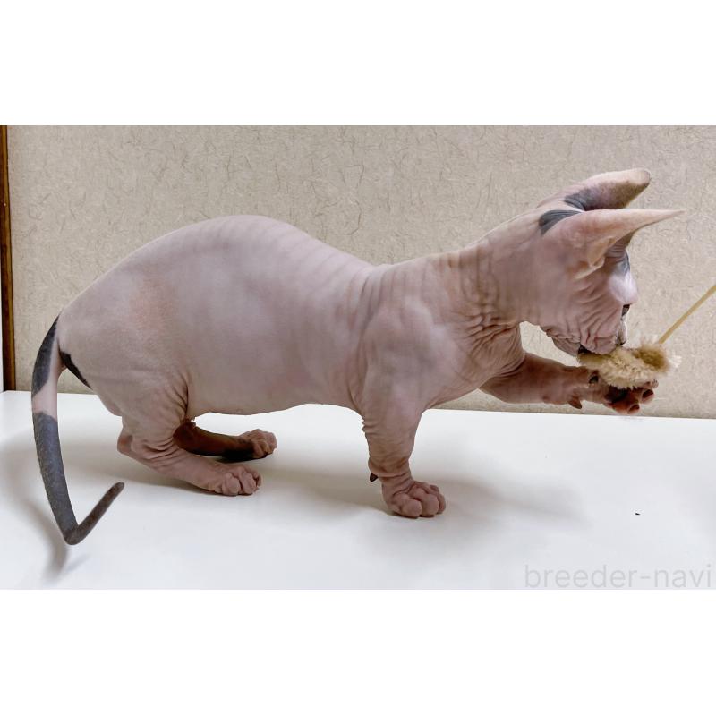 販売中の東京都のバンビーノ-125545の4枚目