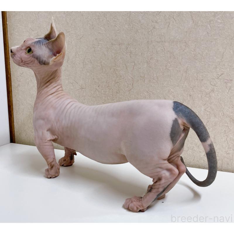 販売中の東京都のバンビーノ-125545の3枚目