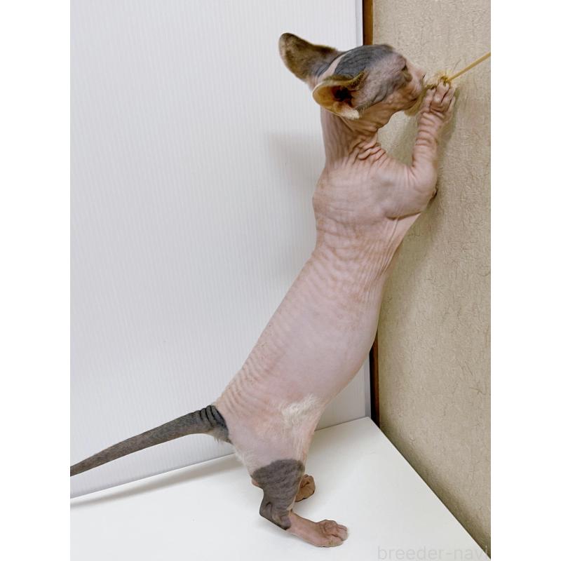 販売中の東京都のバンビーノ-125555の4枚目