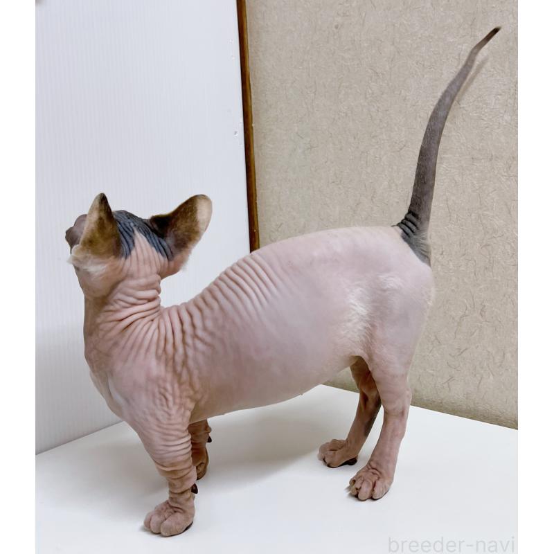 販売中の東京都のバンビーノ-125555の3枚目