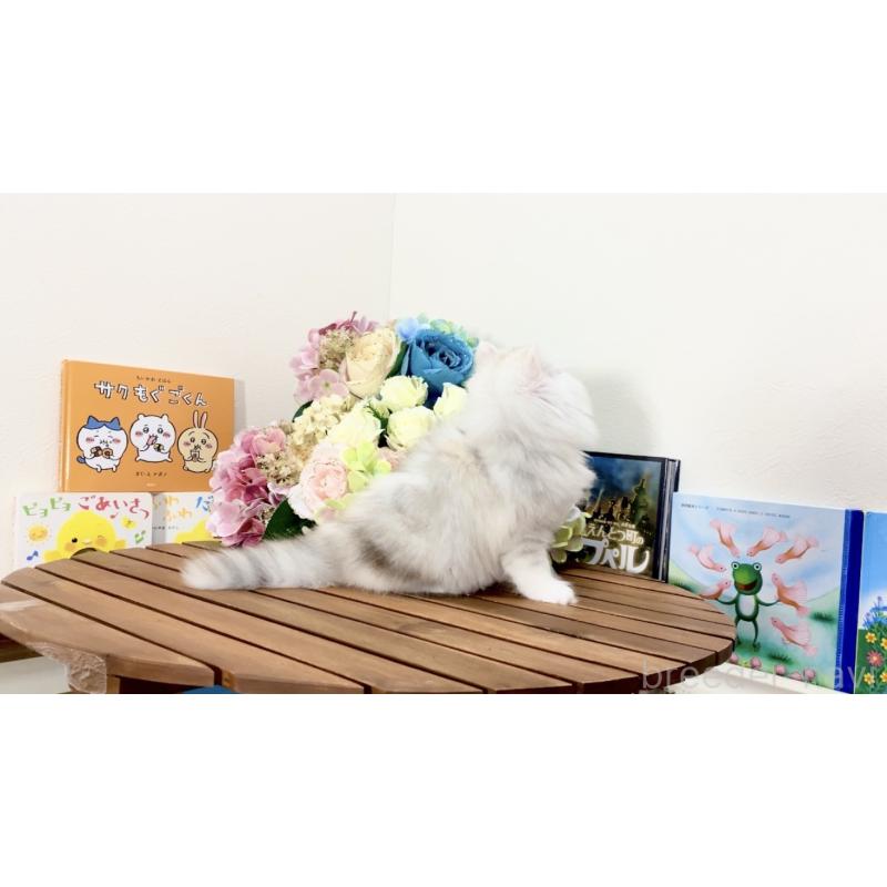 販売中の北海道のマンチカン-132747の6枚目