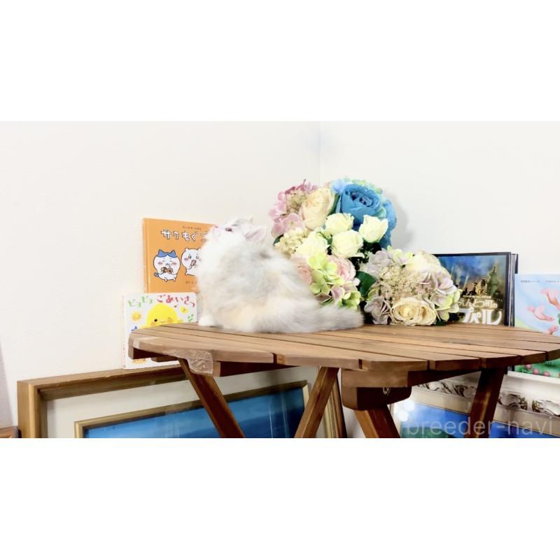 販売中の北海道のマンチカン-132747の5枚目