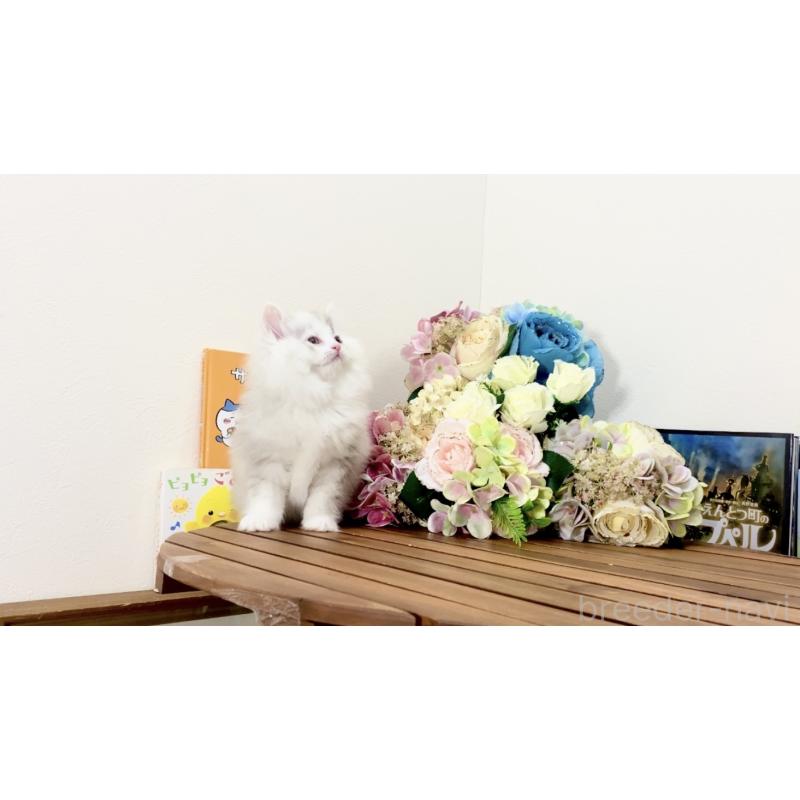 販売中の北海道のマンチカン-132747の4枚目