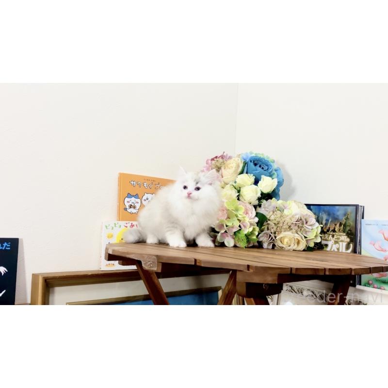 販売中の北海道のマンチカン-132747の3枚目