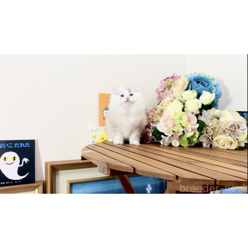 販売中の北海道のマンチカン-132747の2枚目