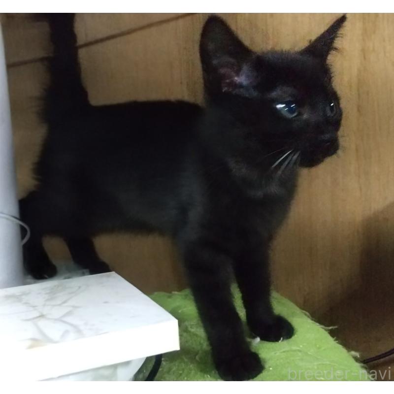 販売中の愛知県のミックス-134903の2枚目