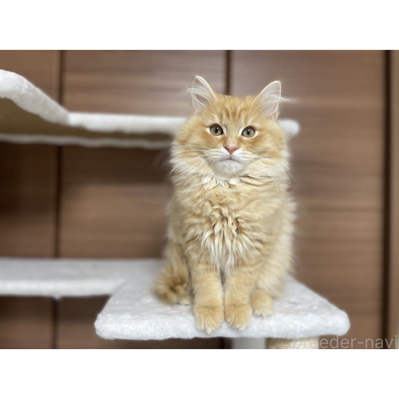 販売中の千葉県のサイベリアン-129142の9枚目