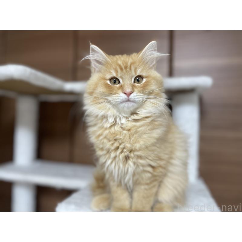 販売中の千葉県のサイベリアン-129142の8枚目