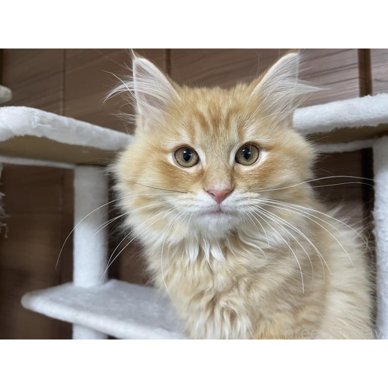 販売中の千葉県のサイベリアン-129142の7枚目