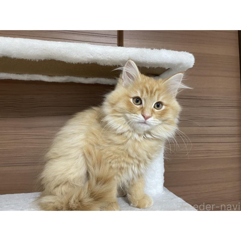 販売中の千葉県のサイベリアン-129142の6枚目