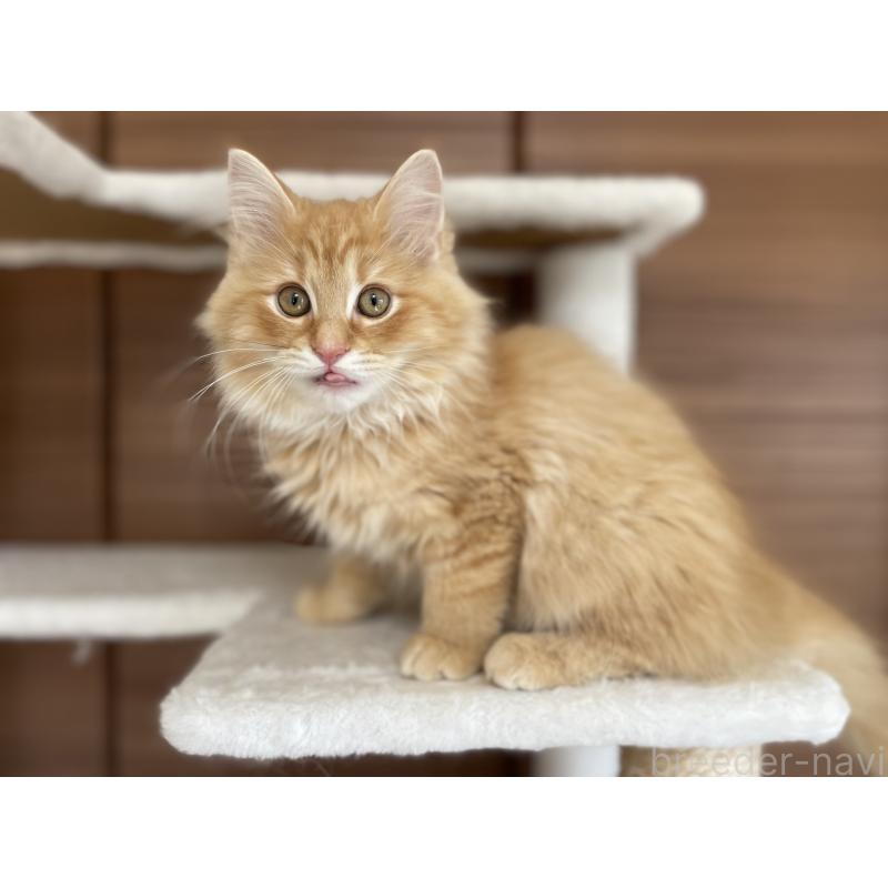 販売中の千葉県のサイベリアン-129142の5枚目