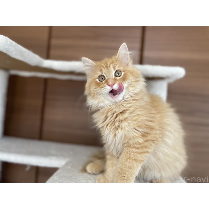 販売中の千葉県のサイベリアン-129142の4枚目