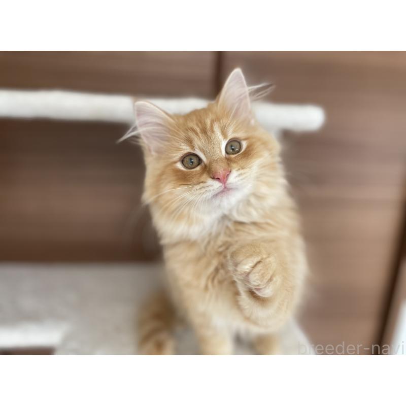 販売中の千葉県のサイベリアン-129142の3枚目