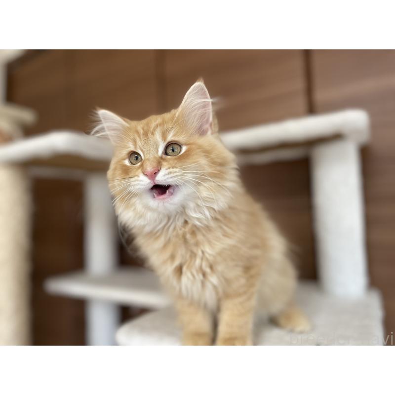 販売中の千葉県のサイベリアン-129142の2枚目