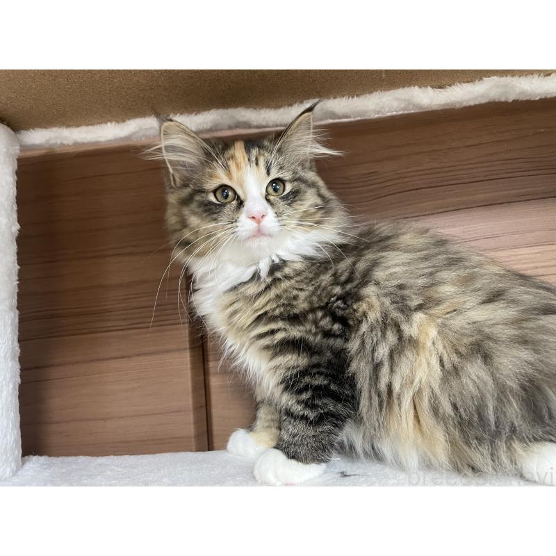 販売中の千葉県のサイベリアン-129137の7枚目